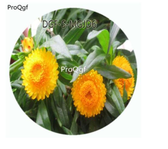 19usd Ngryise 3000Pcs A Set Yellow Color Helichrysum Bracteatum Flower Hot Seed DGF-S-MGJD6