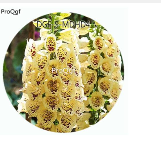 19usd Ngryise 3000Pcs A Set Yellow Color Digitalis Purpurea Flower Hot Seed DGF-S-MDHD4