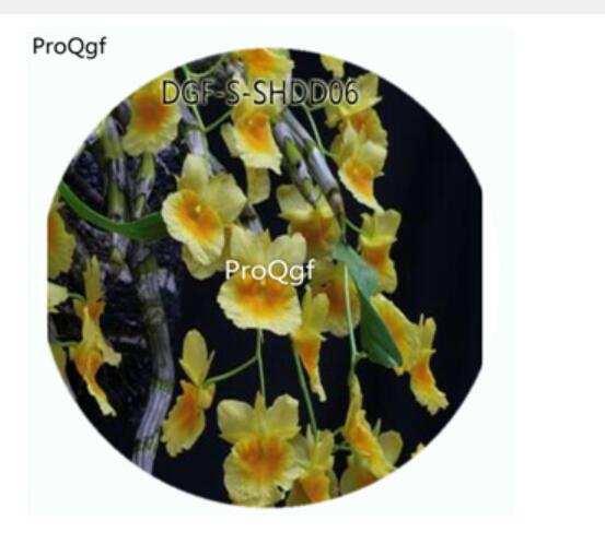 19usd Ngryise 50Pcs A Set Dendrobium Capiilipes Flower Hot Seed DGF-S-SHDD06