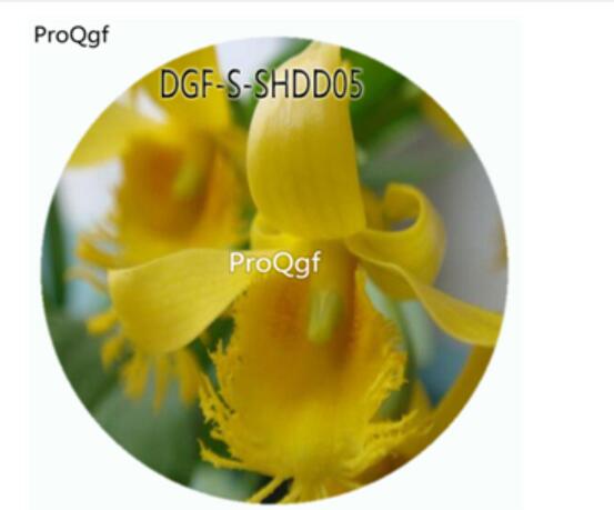 19usd Ngryise 50Pcs A Set Dendrobium Brymerianum Flower Hot Seed DGF-S-SHDD05