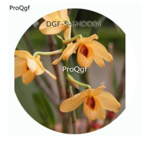 19usd Ngryise 50Pcs A Set Dendrobium Aurantiacum Flower Hot Seed DGF-S-SHDD04
