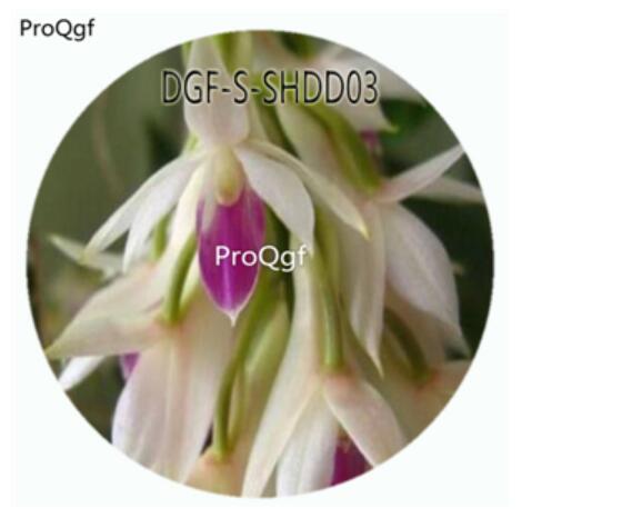 19usd Ngryise 50Pcs A Set Dendrobium Amethystoglossum Flower Hot Seed DGF-S-SHDD03