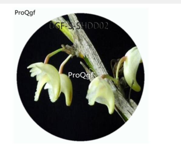 19usd Ngryise 50Pcs A Set Dendrobium Acinaciforme Flower Hot Seed DGF-S-SHDD02