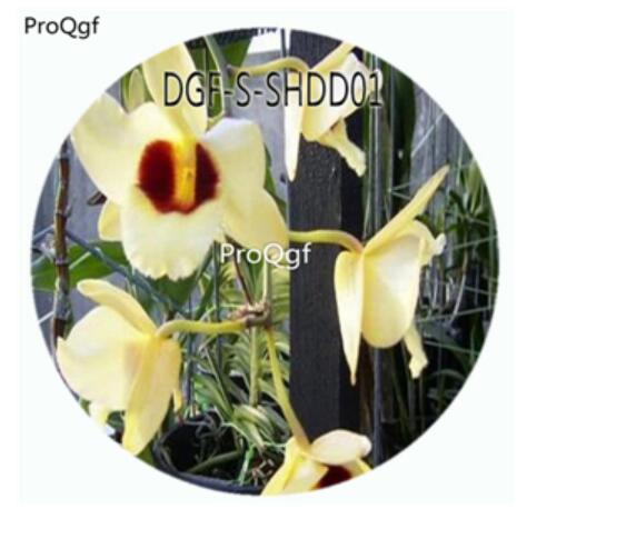 19usd Ngryise 50Pcs A Set Den Gatton Sunray Flower Hot Seed DGF-S-SHDD01