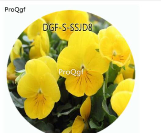 19usd Ngryise 5000Pcs A Set Yellow Color Viola Tricolor Flower Hot Seed DGF-S-SSJD8