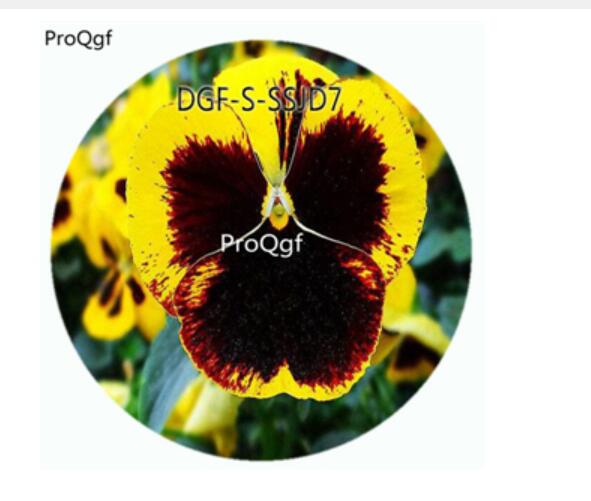 19usd Ngryise 5000Pcs A Set Yellow Brown Color Viola Tricolor Flower Hot Seed DGF-S-SSJD7