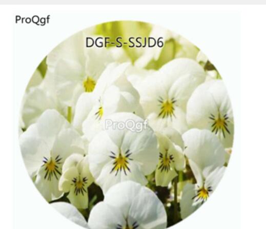 19usd Ngryise 5000Pcs A Set White Color Viola Tricolor Flower Hot Seed DGF-S-SSJD6