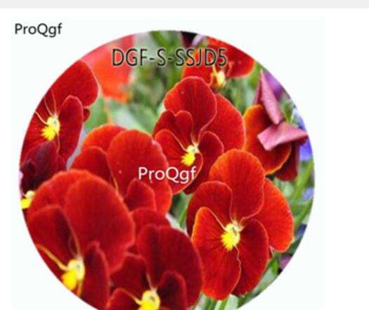 19usd Ngryise 5000Pcs A Set Red Color Viola Tricolor Flower Hot Seed DGF-S-SSJD5
