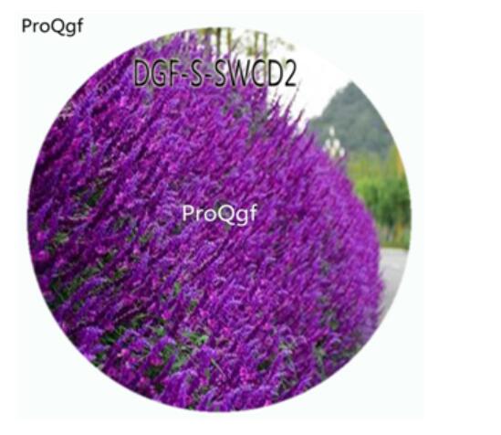 19usd Ngryise 5000Pcs A Set Purple Color Salvia Japonica Flower Hot Seed DGF-S-SWCD2
