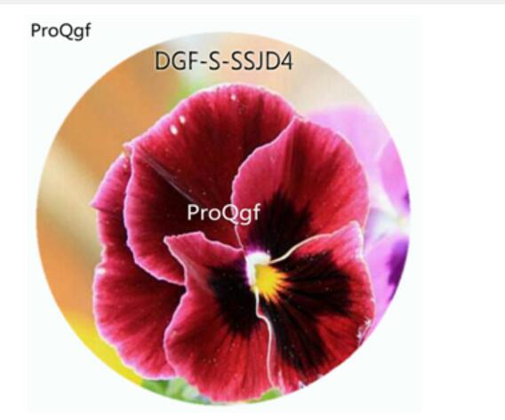 19usd Ngryise 5000Pcs A Set Double Red Color Viola Tricolor Flower Hot Seed DGF-S-SSJD4