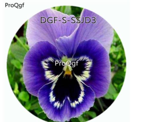 19usd Ngryise 5000Pcs A Set Double Blue Color Viola Tricolor Flower Hot Seed DGF-S-SSJD3
