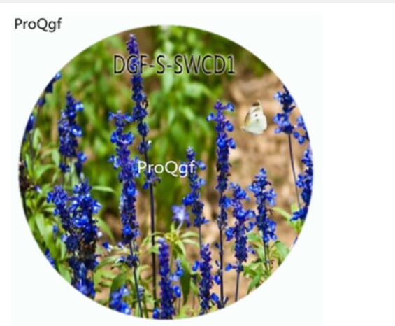 19usd Ngryise 5000Pcs A Set Blue Color Salvia Japonica Flower Hot Seed DGF-S-SWCD1
