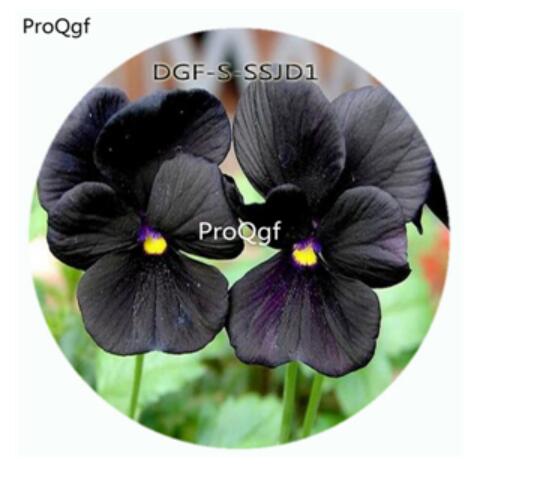 19usd Ngryise 5000Pcs A Set Black Color Viola Tricolor Flower Hot Seed DGF-S-SSJD1