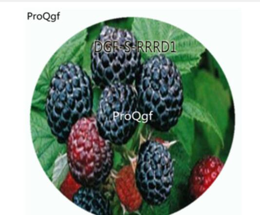19usd Ngryise 3000Pcs A Set Black Color Raspberry Fruit Hot Seed DGF-S-RRRD1