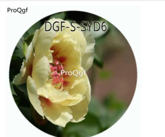 19usd Ngryise 300Pcs A Set Yellow Color Paeonia Lactiflora Flower Hot Seed DGF-S-SYD6