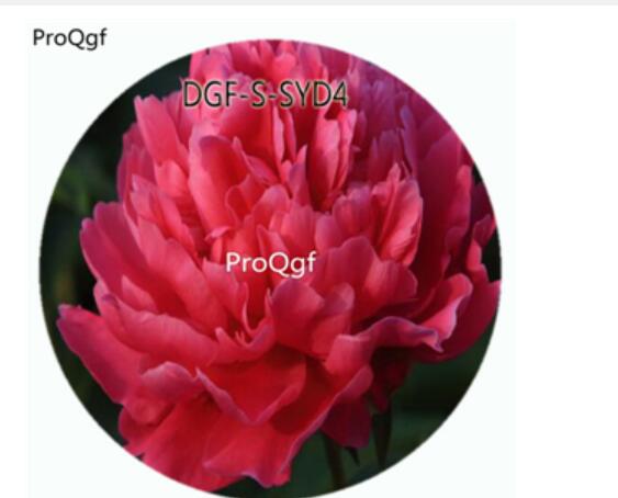 19usd Ngryise 300Pcs A Set Watermelon Red Color Paeonia Lactiflora Flower Hot Seed DGF-S-SYD4