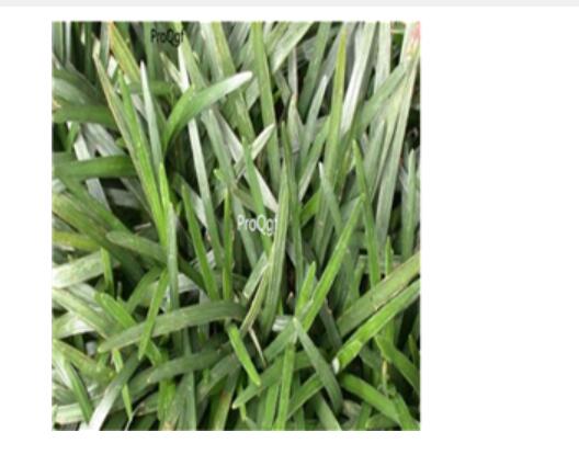ProQgf 1000Pcs A Set Ophiopogon intermedius seed