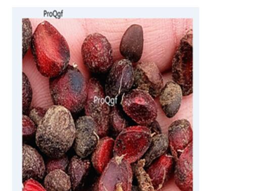 19usd ProQgf 100Pcs A Set  Michelia Champaca seed