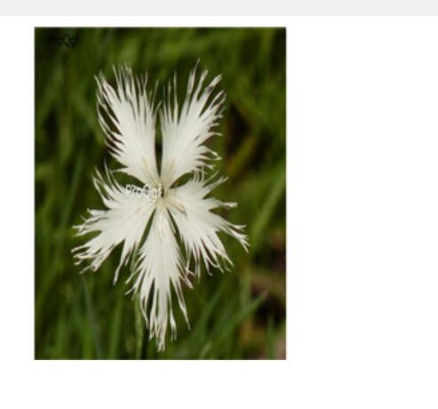 16usd rare white ProQgf 8000Pcs A Set  Carnation Dianthus  seed