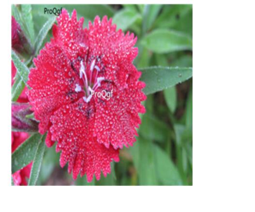 16usd potted red ProQgf 8000Pcs A Set  Carnation Dianthus  seed