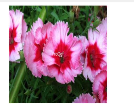 16usd pink red ProQgf 8000Pcs A Set  Carnation Dianthus  seed