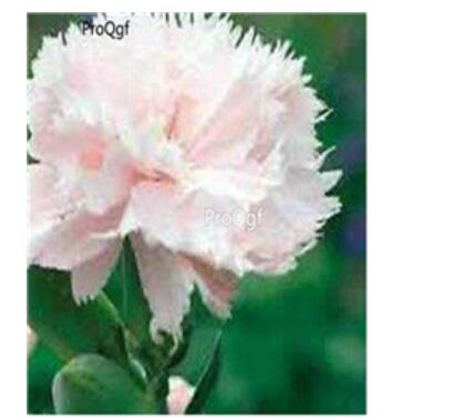 16usd white ProQgf 8000Pcs A Set  Carnation Dianthus  seed