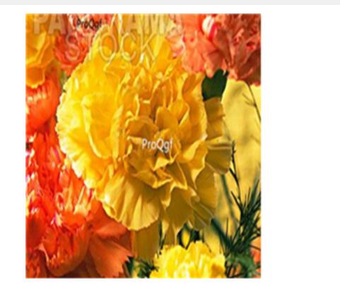 16usd ProQgf 8000Pcs A Set  Carnation Dianthus  seed
