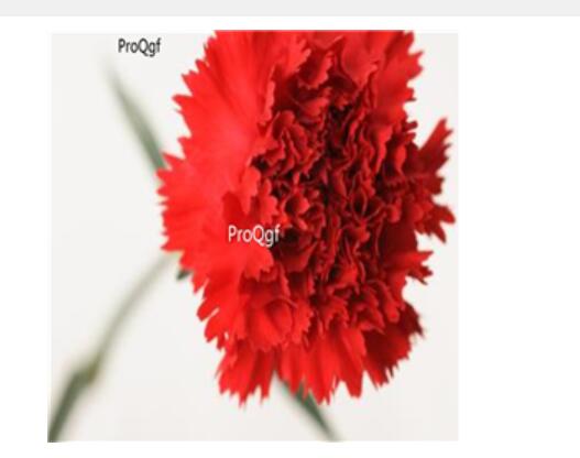 16usd dark red ProQgf 8000Pcs A Set  Carnation Dianthus  seed