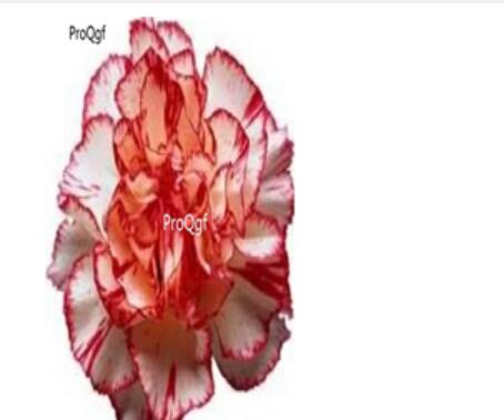 16usd red white ProQgf 8000Pcs A Set  Carnation Dianthus  seed