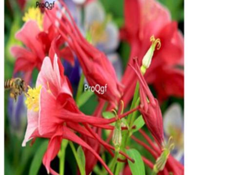 26usd Ngryise 8000pcs Aquilegia viridiflora seed