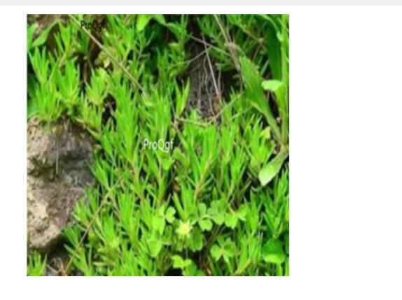 39usd Ngryise 100pcs Sedum sarmentosum seed