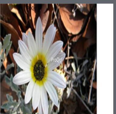 18usd white Ngryise 3000pcs Arctotis stoechadifolia seed
