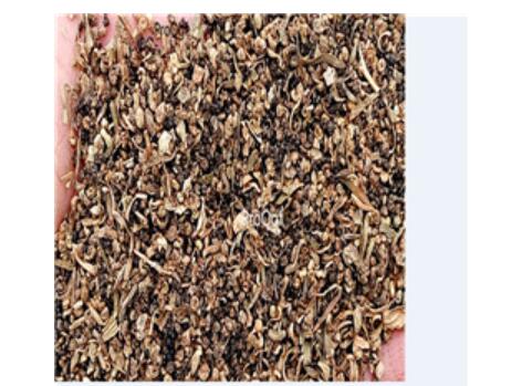 19usd green Prodgf 5000Pcs Kochia scoparia seed