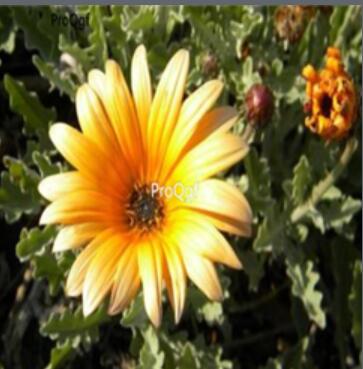 18usd yellow Ngryise 3000pcs Arctotis stoechadifolia seed