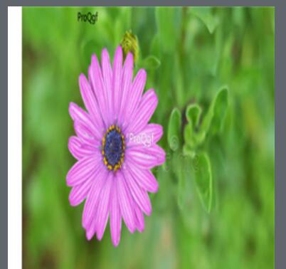 18usd purple Ngryise 3000pcs Arctotis stoechadifolia seed