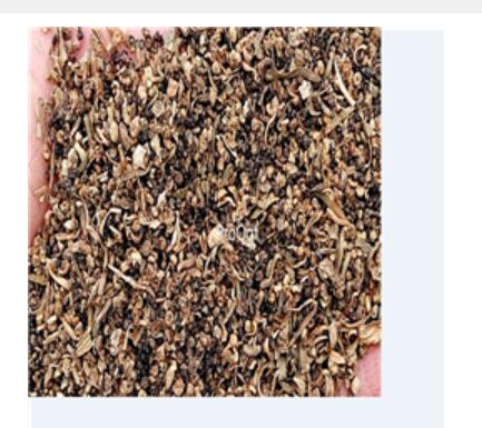 19usd red Prodgf 5000Pcs Kochia scoparia seed