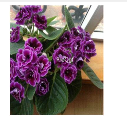 39usd purple Ngryise 100pcs Sinningia speciosa seed