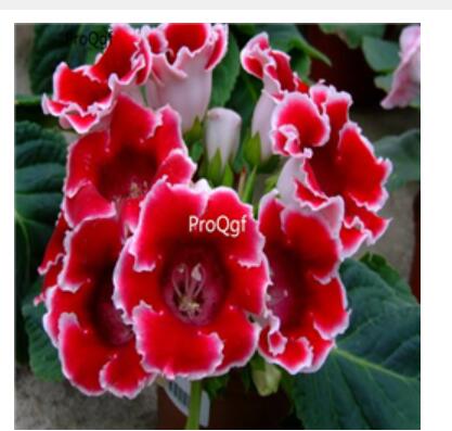 39usd Ngryise 100pcs Sinningia speciosa seed