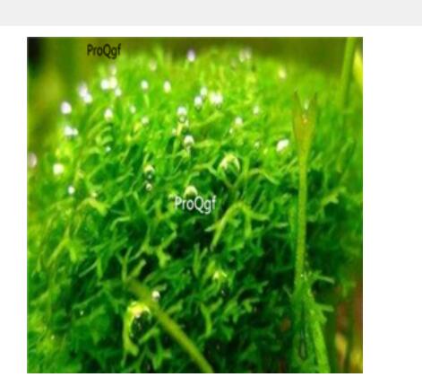 29usd Ngryise 100pcs R. fluitans seed
