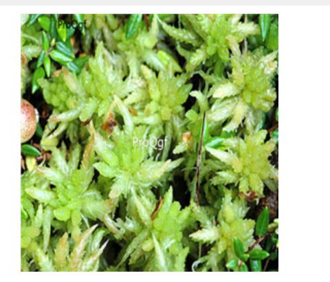 29usd 5000pcs Ngryise Sphagnum palustre seed