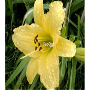 26usd yellow Ngryise 6Pcs A Set Hemerocallis fulva Root