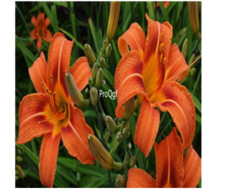 26usd orange Ngryise 6Pcs A Set Hemerocallis fulva Root