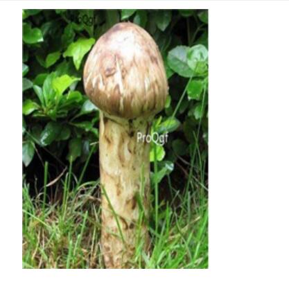 29usd Ngryise 100pcs Tricholoma matsutake seed
