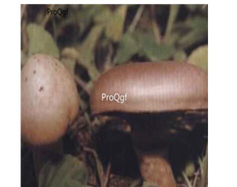 29usd Ngryise 100pcs Chroogomphidius viscidus seed
