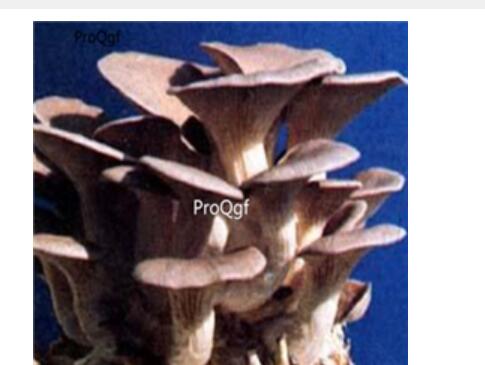 29usd Ngryise 100pcs   Pleurotus sajor-caju seed