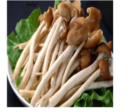 29usd Ngryise 100pcs  Agrocybe aegerita  seed