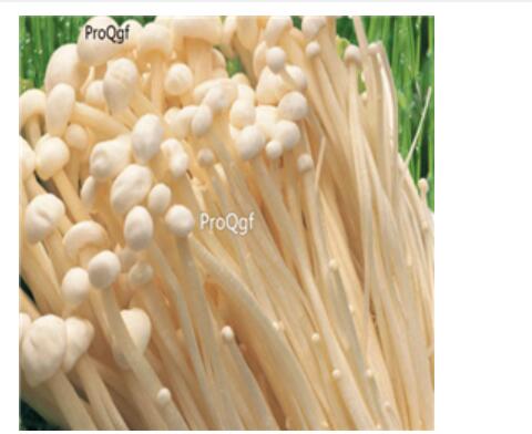 29usd Ngryise 100pcs   F. velutipes seed