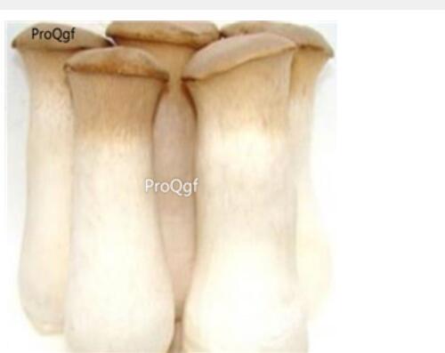 26usd Ngryise 100pcs  Pleurotus eryngii  seed