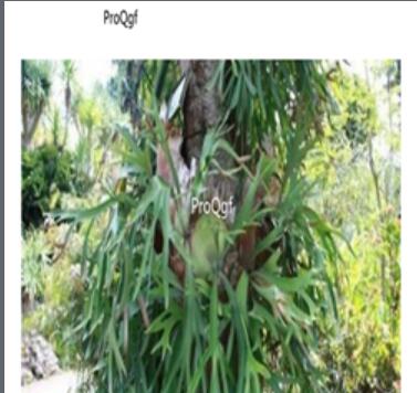 26usd Ngryise 500pcs  a set  Platycerium Wallichii seed