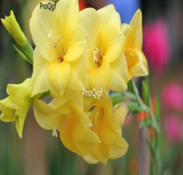 10usd yellow Ngryise 5pcs Vaniot Houtt gladiolus Bulb